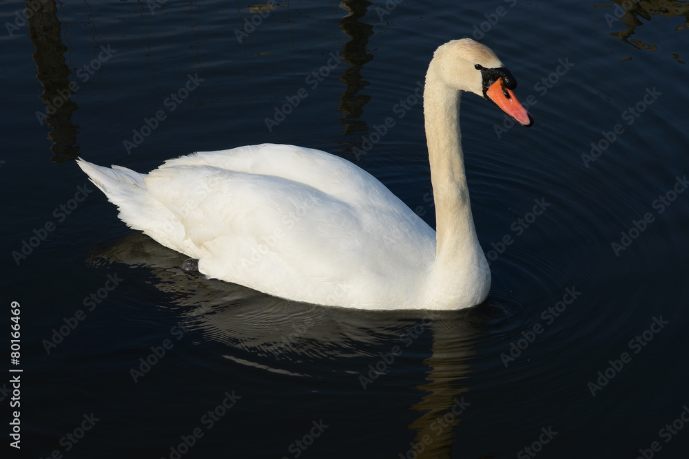 Swan in Lake, England