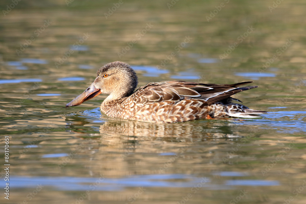 Northern shoveler (Anas clypeata) in Japan Northern shoveler (Anas clypeata) in Japan