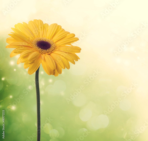 Fototapeta Naklejka Na Ścianę i Meble -  Yellow gerbera