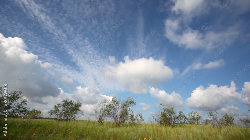panorama of wild meadow with grass, trees and clouds in sky panorama of wild meadow with grass, trees and clouds in sky