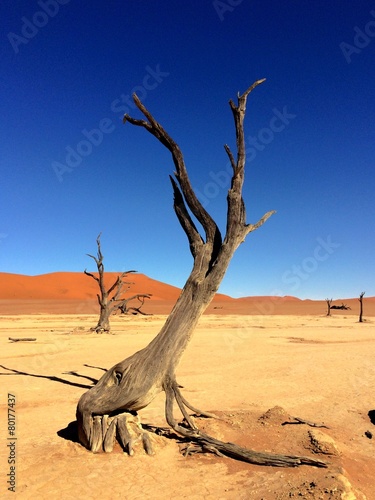sand dunes and salt pan with dead trees in Sossusvlei in Namibia