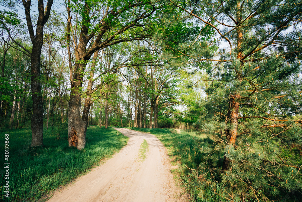 Fototapeta premium Beautiful Green Forest In Summer. Countryside Road, Path, Way, L