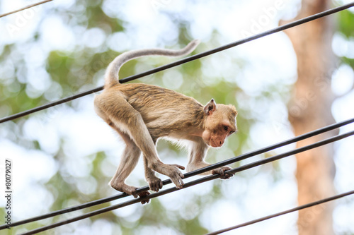 Monkey (Crab-eating macaque) climbing on power cable in Thailand