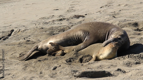 Elephant Seals 3