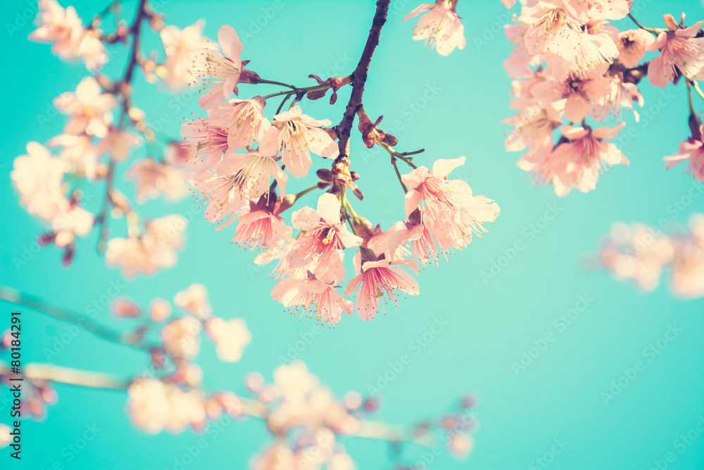 Pink Sakura flower blooming on blue sky background-vintage tone Pink Sakura flower blooming on blue sky background-vintage tone