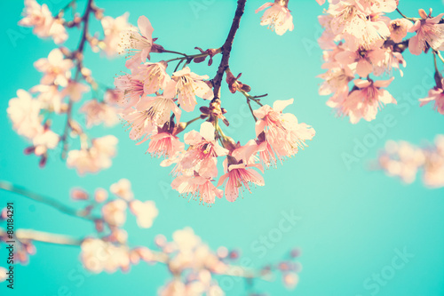 Pink Sakura flower blooming on blue sky background-vintage tone