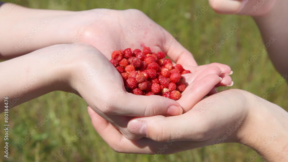 mans hands take wild strawberry from handful in female palms mans hands take wild strawberry from handful in female palms