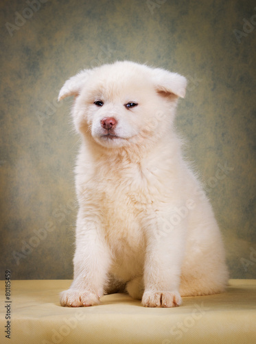 Japanese Akita Inu Dog portrait © tania_wild