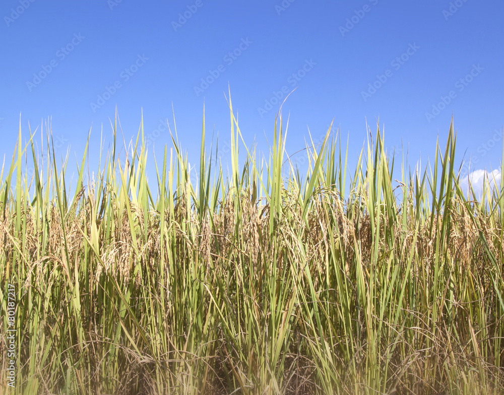 Thailand paddy fields