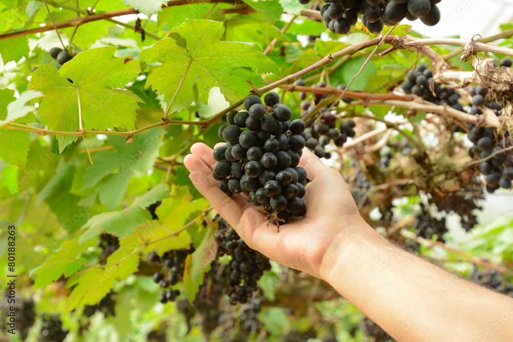 Hand picking grapes on the vine