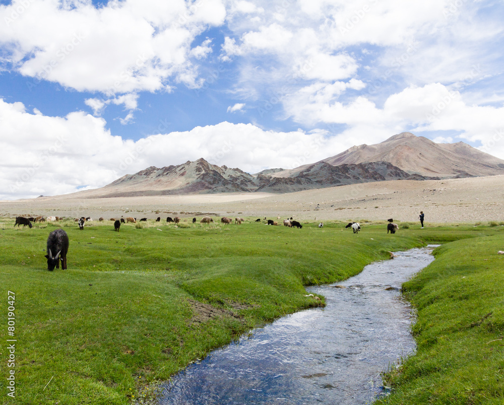 Idyllic Mongolian landscape full of grazing livestock