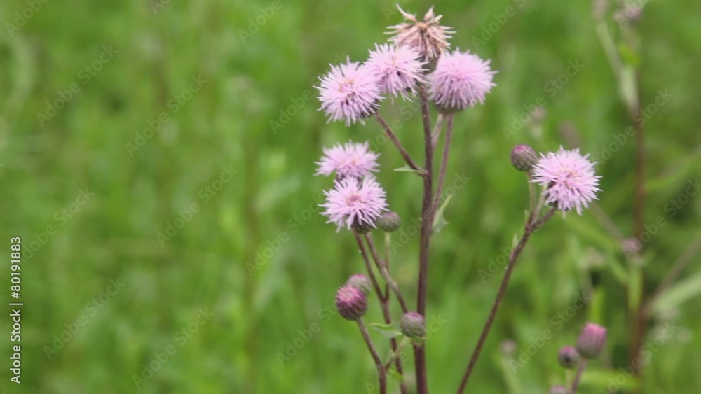 Wild flower sways on wind among grass, closeup view Wild flower sways on wind among grass, closeup view
