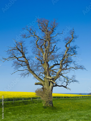 Wintereiche, Rapsfeld und das Meer photo