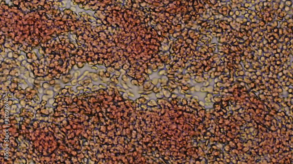 Human Blood Channel 200x Human Blood Channel 200x