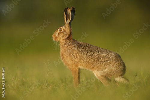 European Brown Hare - Lepus euroaeus © jamiehall