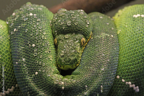 An Emerald Tree Boa (Corallus caninus) photo