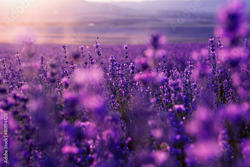 blurred summer background of wild grass and lavender flowers photo