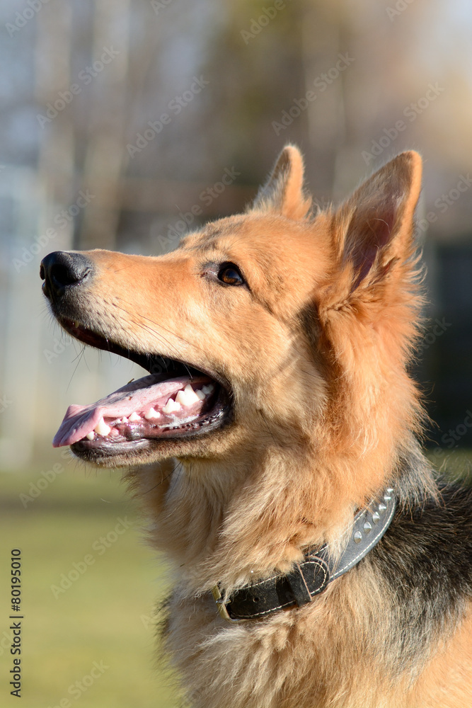 German Shepherd dog portrait