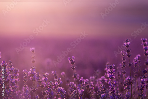 blurred summer background of wild grass and lavender flowers #80195090