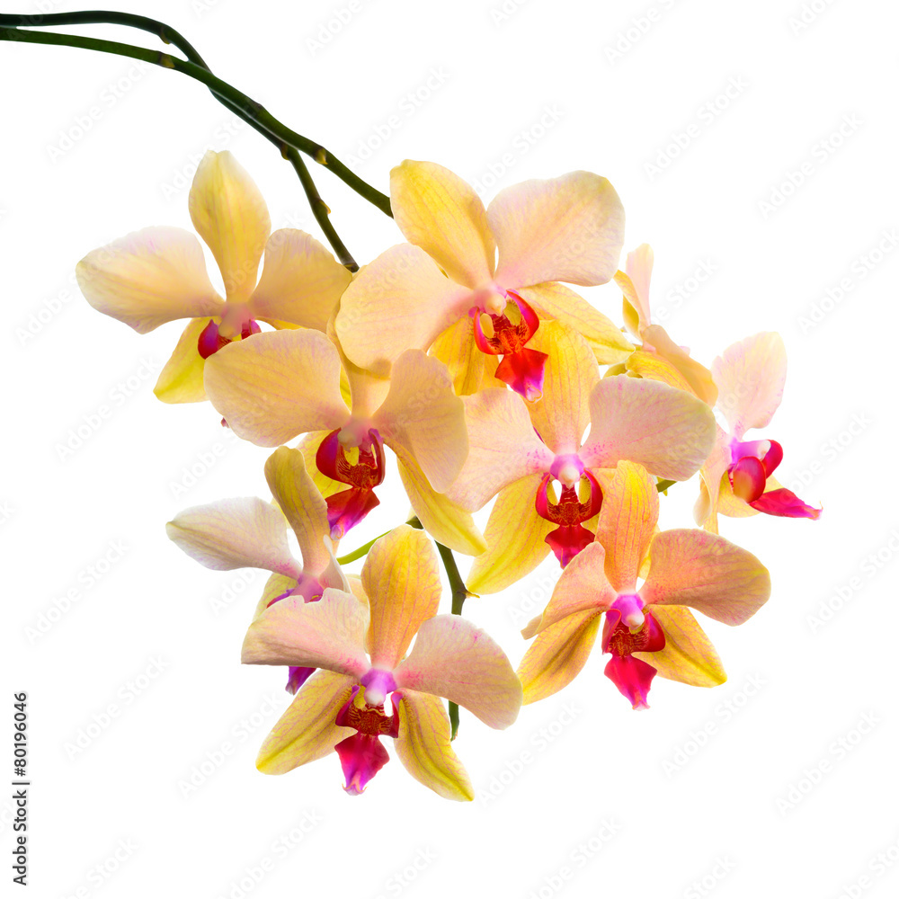Fototapeta premium Blooming branch of orange striped orchid, phalaenopsis is isola