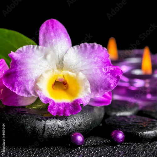 spa background of purple orchid dendrobium, green leaf Calla lil