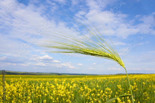 Green barley spikelet over field