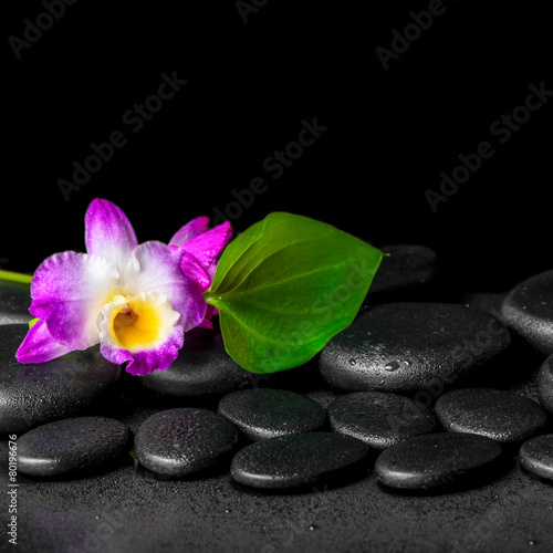 spa background of purple orchid dendrobium and green leaf Calla
