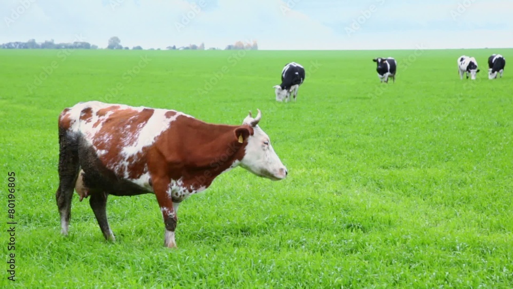 Several cows eat grass on field under sky with clouds Several cows eat grass on field under sky with clouds