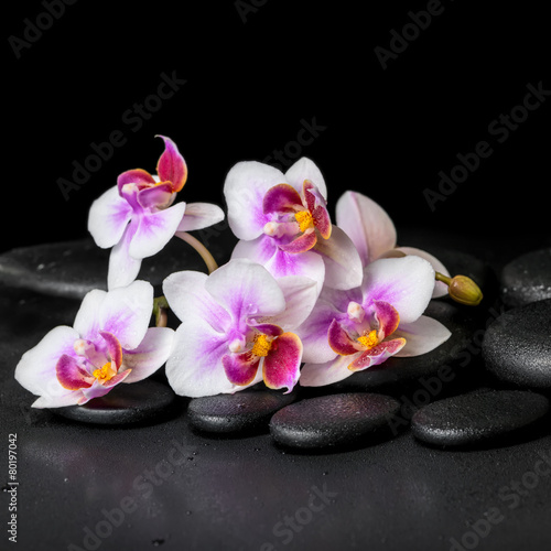 beautiful spa background of purple orchid phalaenopsis on black