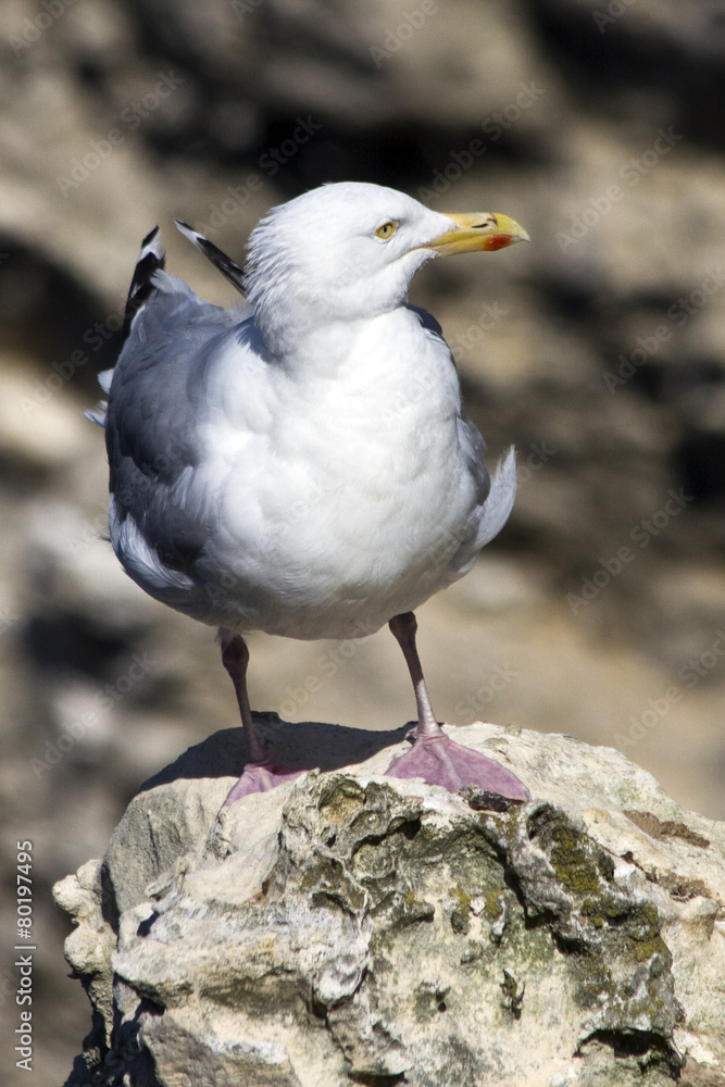 Étretat, Normandia, Gabbiano Étretat, Normandia, Gabbiano
