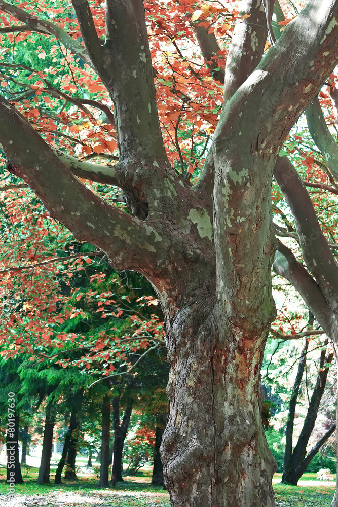 Obraz premium Autumn park scene