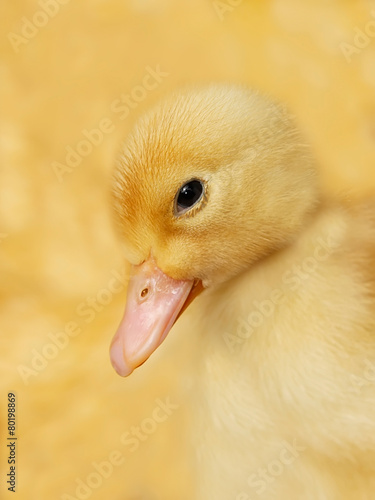 Small duckling on yellow