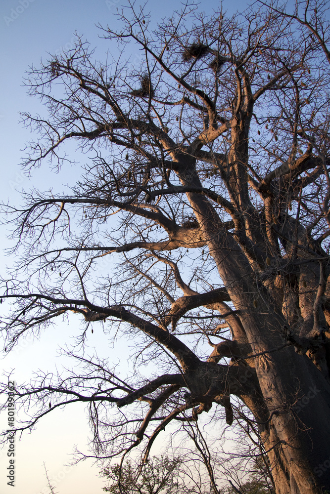 Baobab
