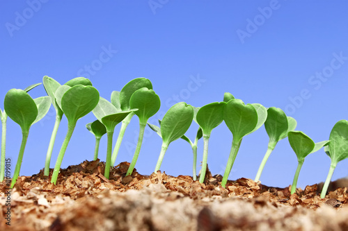 Small watermelon seedling against blue sky