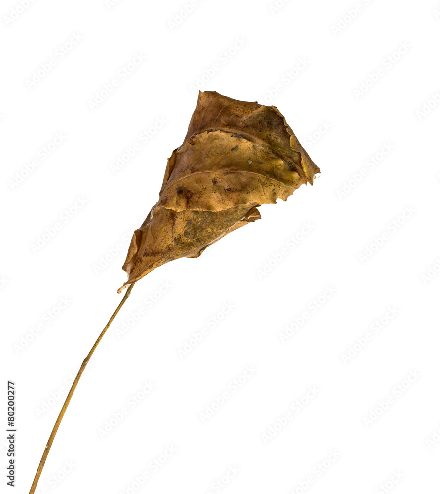 Fototapeta premium the brown ants nest from leaf isolated on white