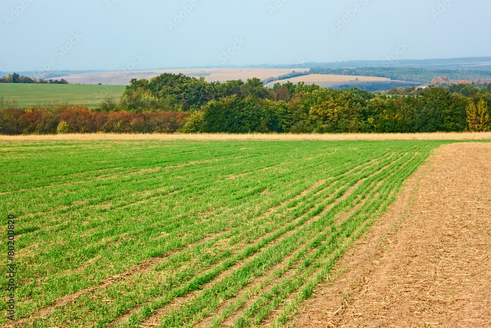 Edge of sown wheat fields near the forest