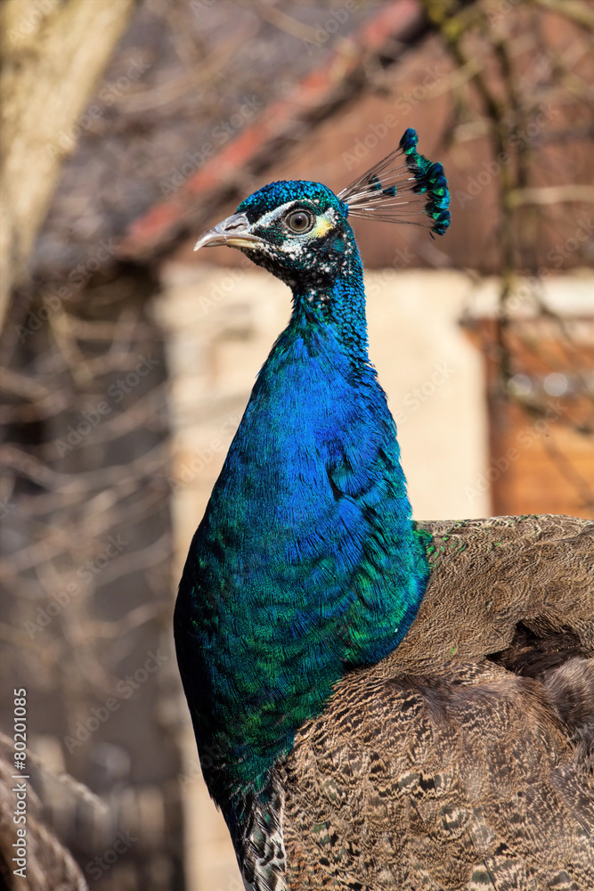Obraz premium portrait of a male Indian Peafowl, Pavo cristatus,