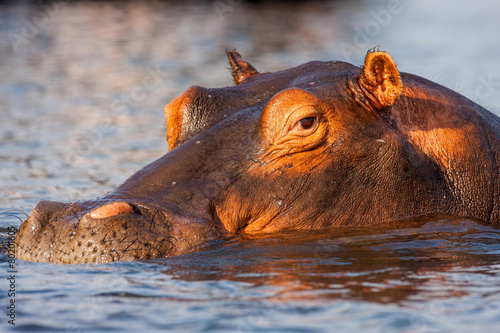 Portrait Hippopotamus, Hippopotamus amphibius, Chobe, Namibia