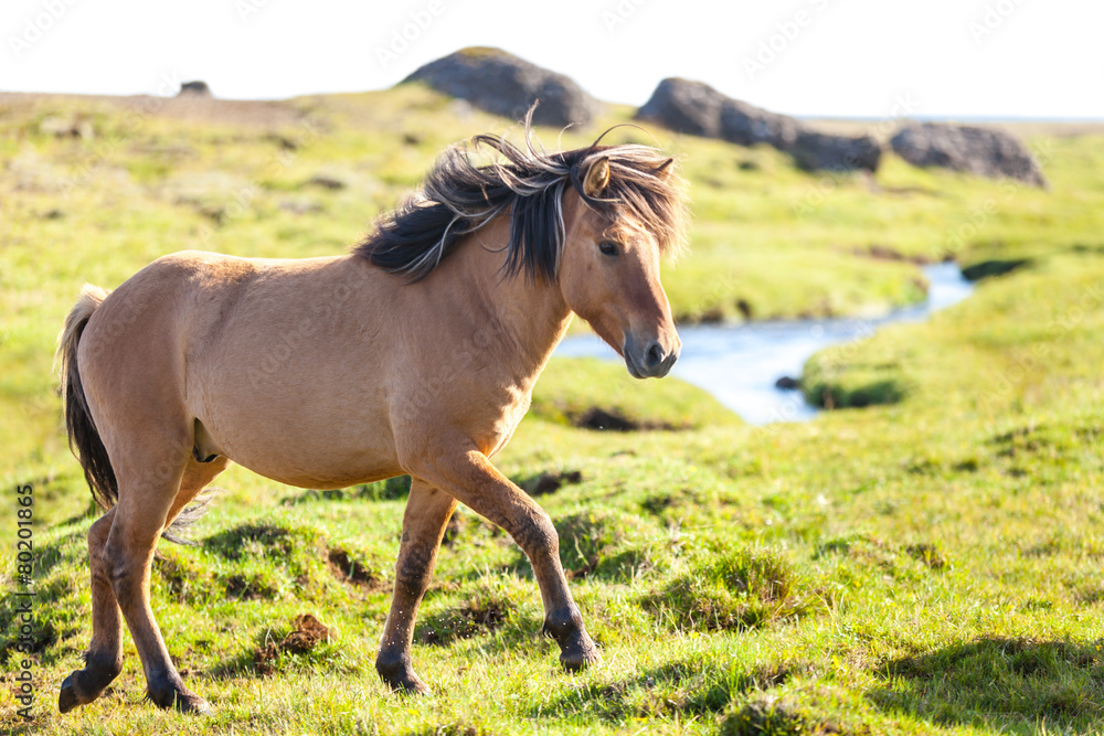 Obraz premium Horse in a green field of Iceland