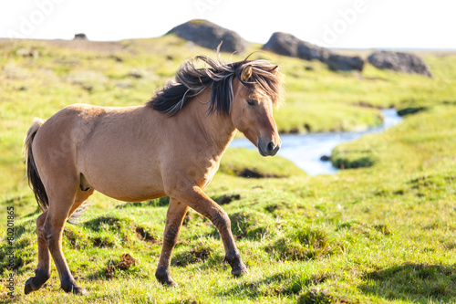 Horse in a green field of Iceland