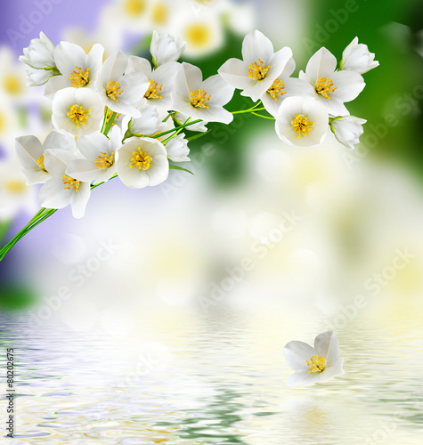 Spring landscape with delicate jasmine flowers photo