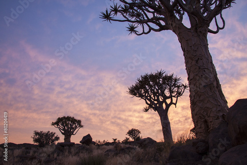 Quivertree photo