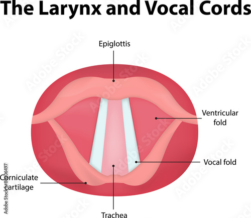 The Larynx and Vocal Cords