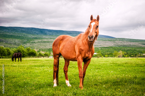 Powerful beautiful horse standing on the field