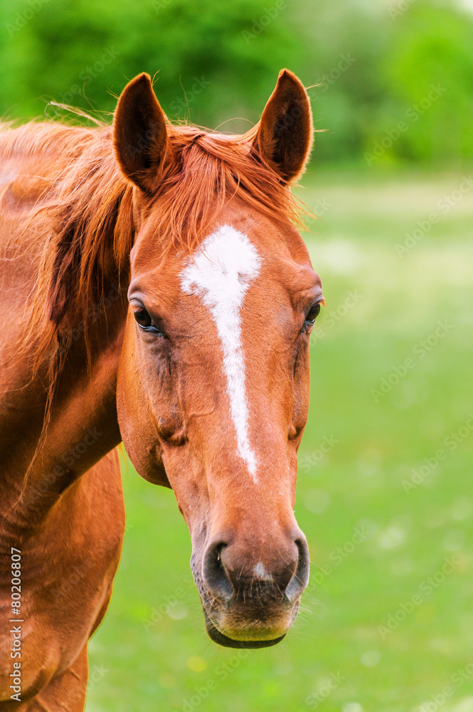Powerful beautiful horse standing in the field and looking strai Powerful beautiful horse standing in the field and looking strai