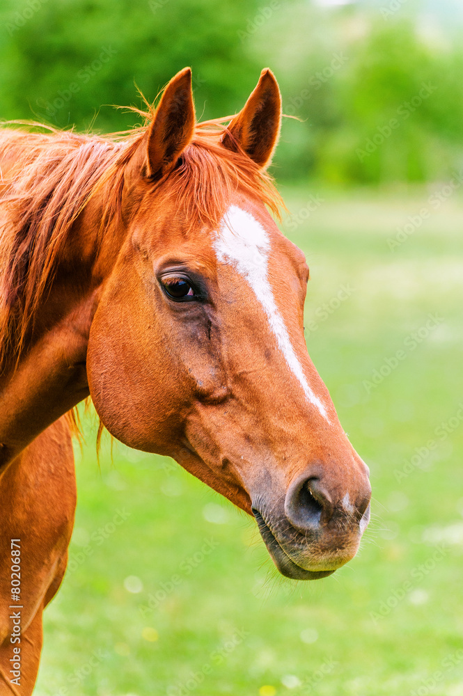 Fototapeta premium Powerful beautiful horse standing in the field and looking strai