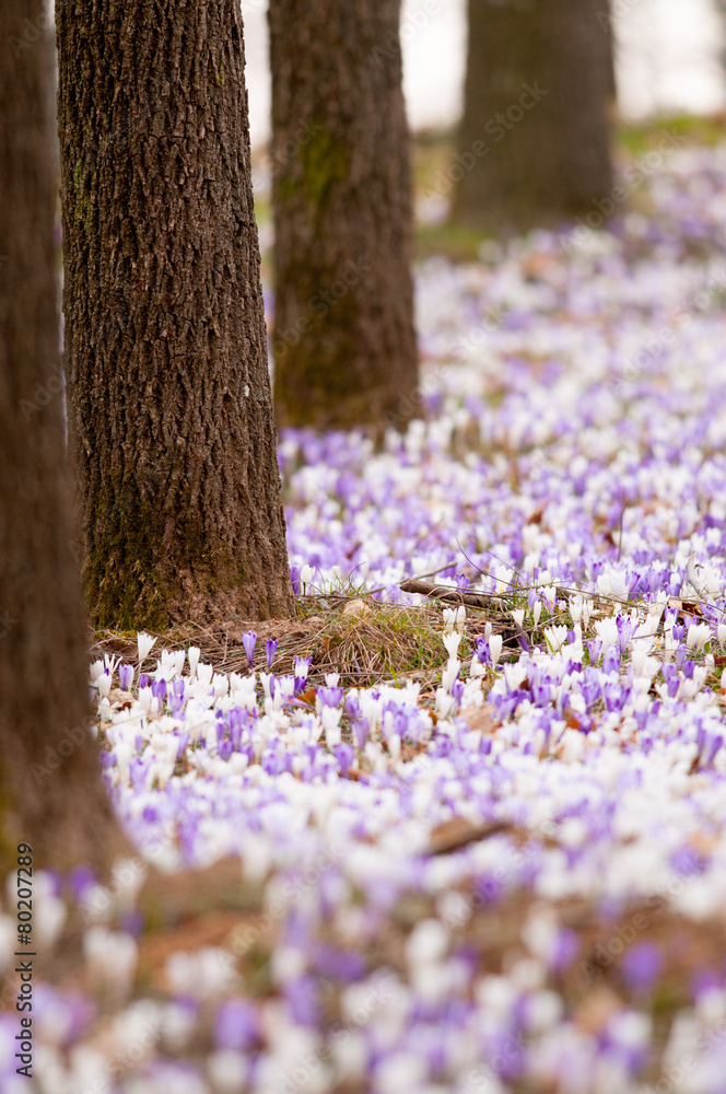 Crocus