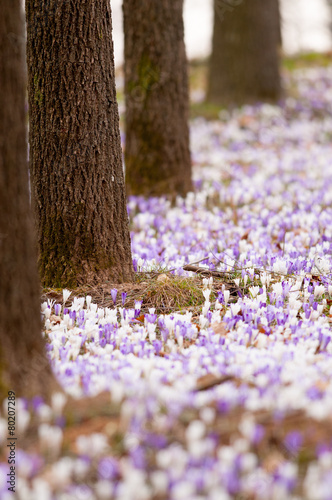 Obraz na płótnie Crocus w salonie