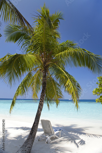 Fototapeta Naklejka Na Ścianę i Meble -  Palm tree on a sandy beach at the cyan sea. Maldives...