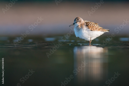 Fotografie Little stint